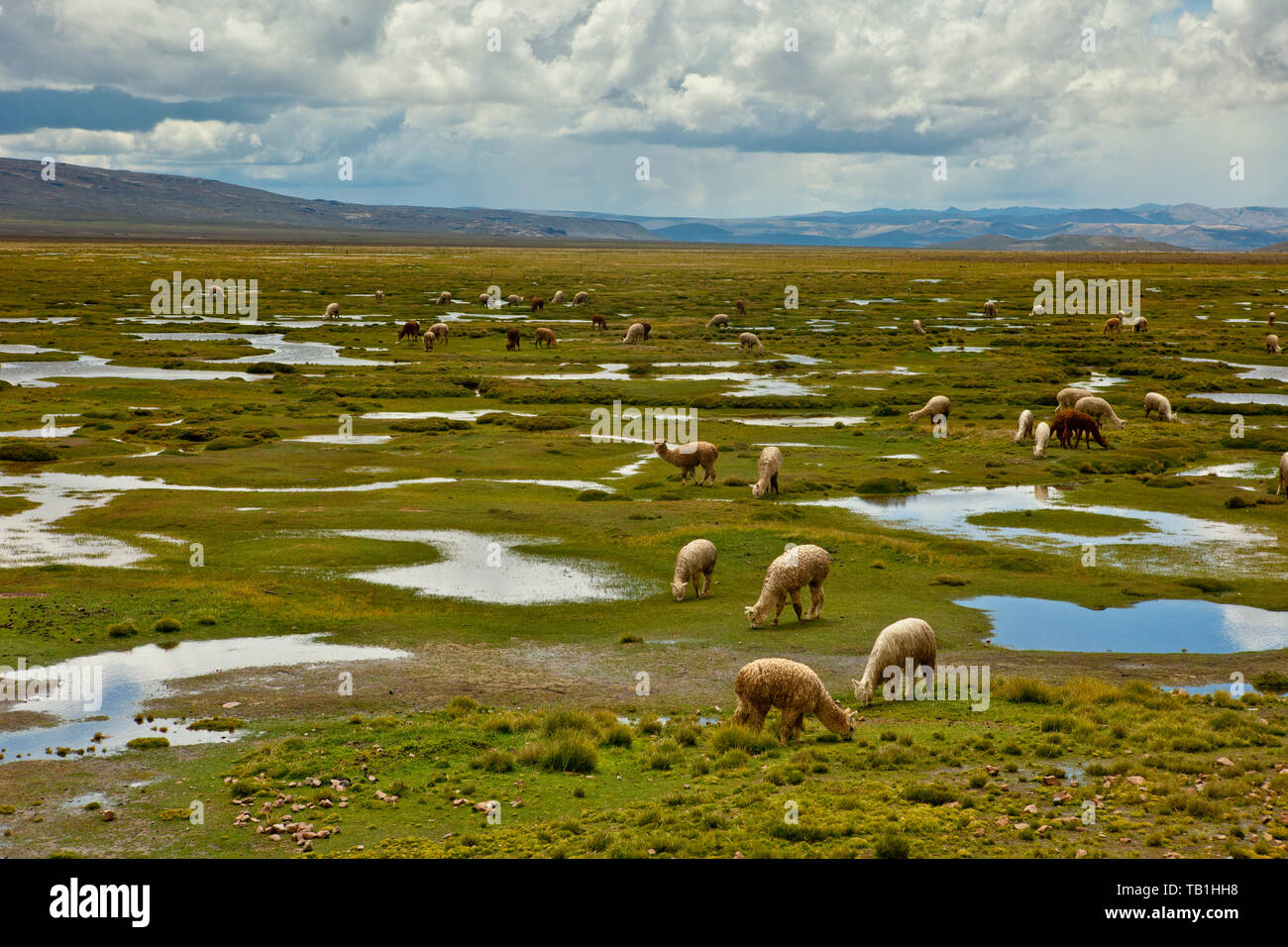Alpacas en un valle en el sur de Perú Foto de stock