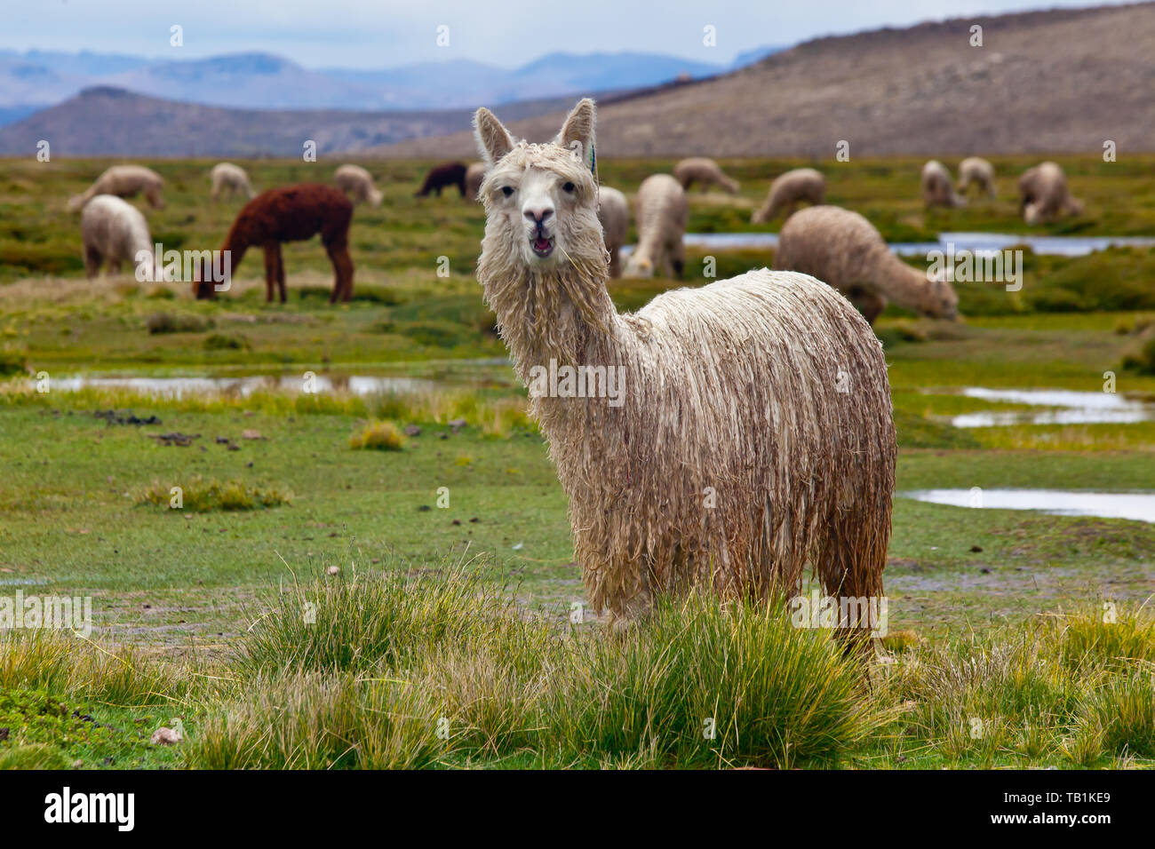 Alpacas en un valle en el sur de Perú Foto de stock