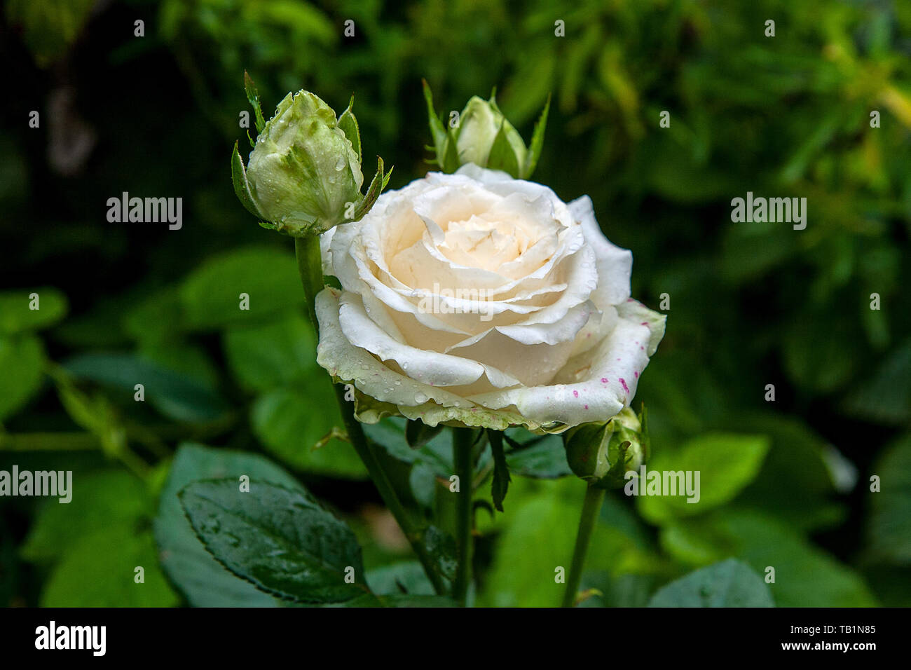 Hermosa rosa blanca entre las hojas verdes de la planta. Vista cercana de  rosas flores de rosal con gotas de agua en un jardín de flores en la mañana  FAET Fotografía de