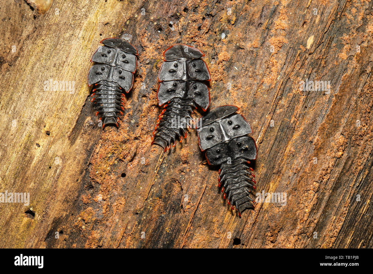 Los escarabajos de trilobites, tomando sol sobre un tronco de árbol muerto dentro de una selva tropical en Malasia Foto de stock