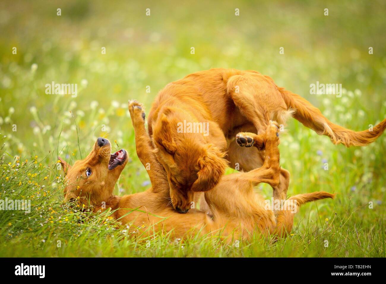 reproducción de perros Fotografía de stock - Alamy
