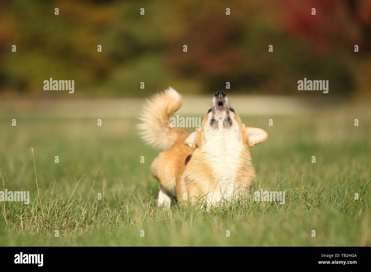 Welsh Corgi Pembroke Foto de stock