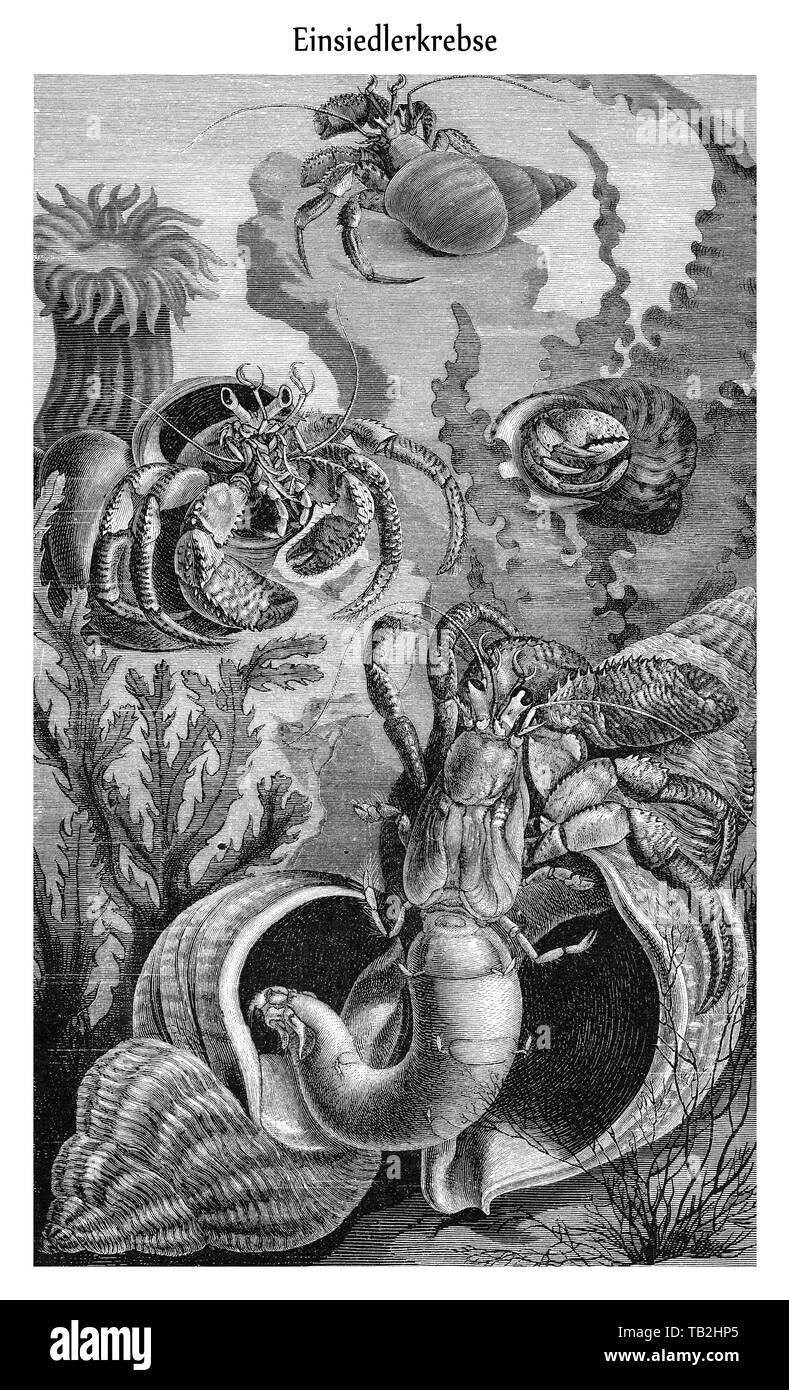 (Einsiedlerkrebse Zeichnerische Darstellung, Paguridae), aus Meyers Konversations-Lexikon, 1889 Foto de stock