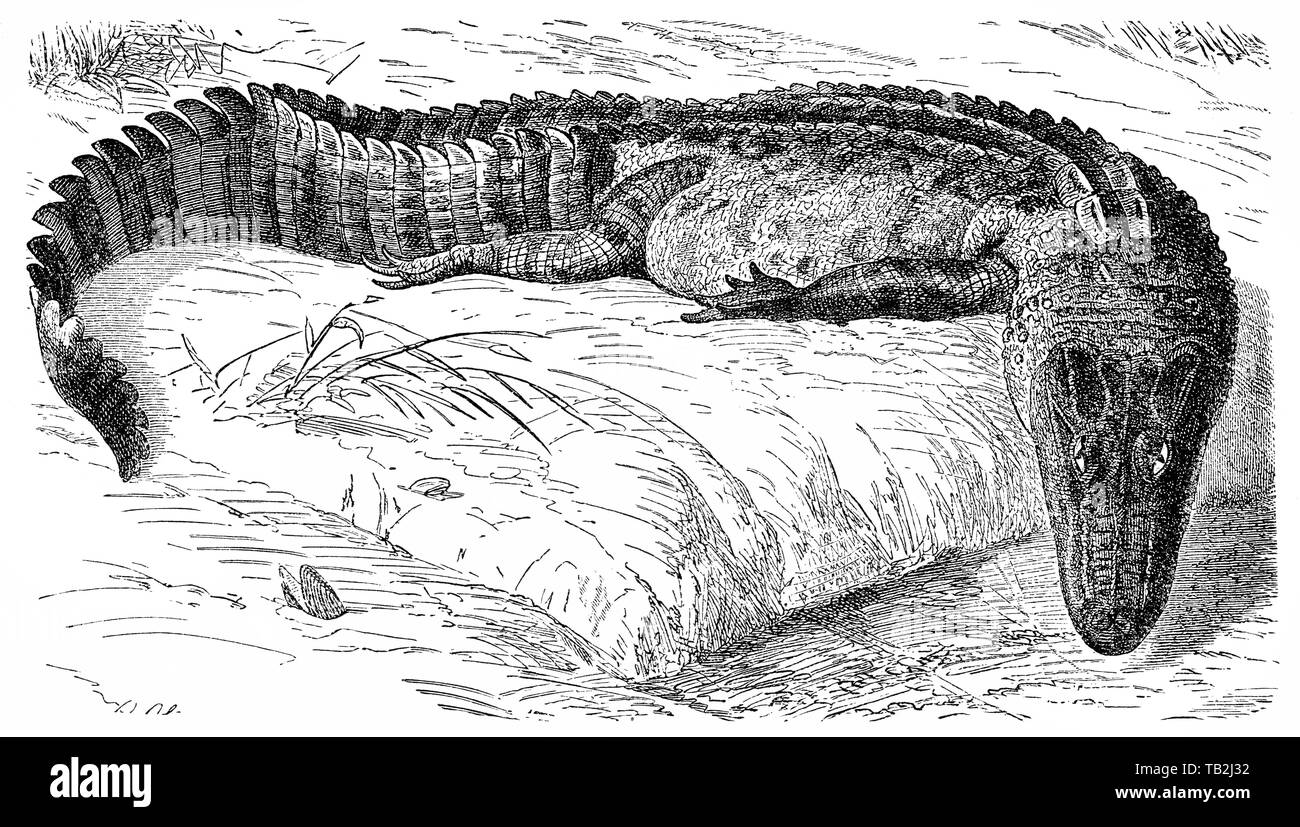 Pike-amordazada Caimán (Alligator lucius Cuv.), LUCIUS (Alligator Hechtkaiman Cuv.), Kaiman (Caimaninae), Krokodile (Crocodilia), 19. Jahrhundert, Foto de stock