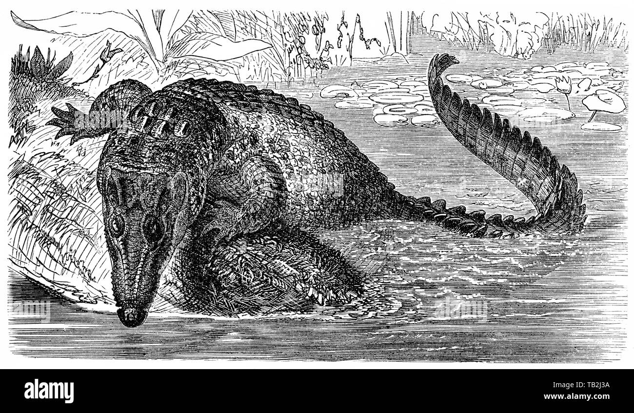 El cocodrilo de agua salada (Crocodylus porosus), Krokodile (Crocodilia), Leistenkrokodil (Crocodylus porosus), el oder Salzwasserkrokodil oder Saltie, 19. Jahrhundert, Foto de stock