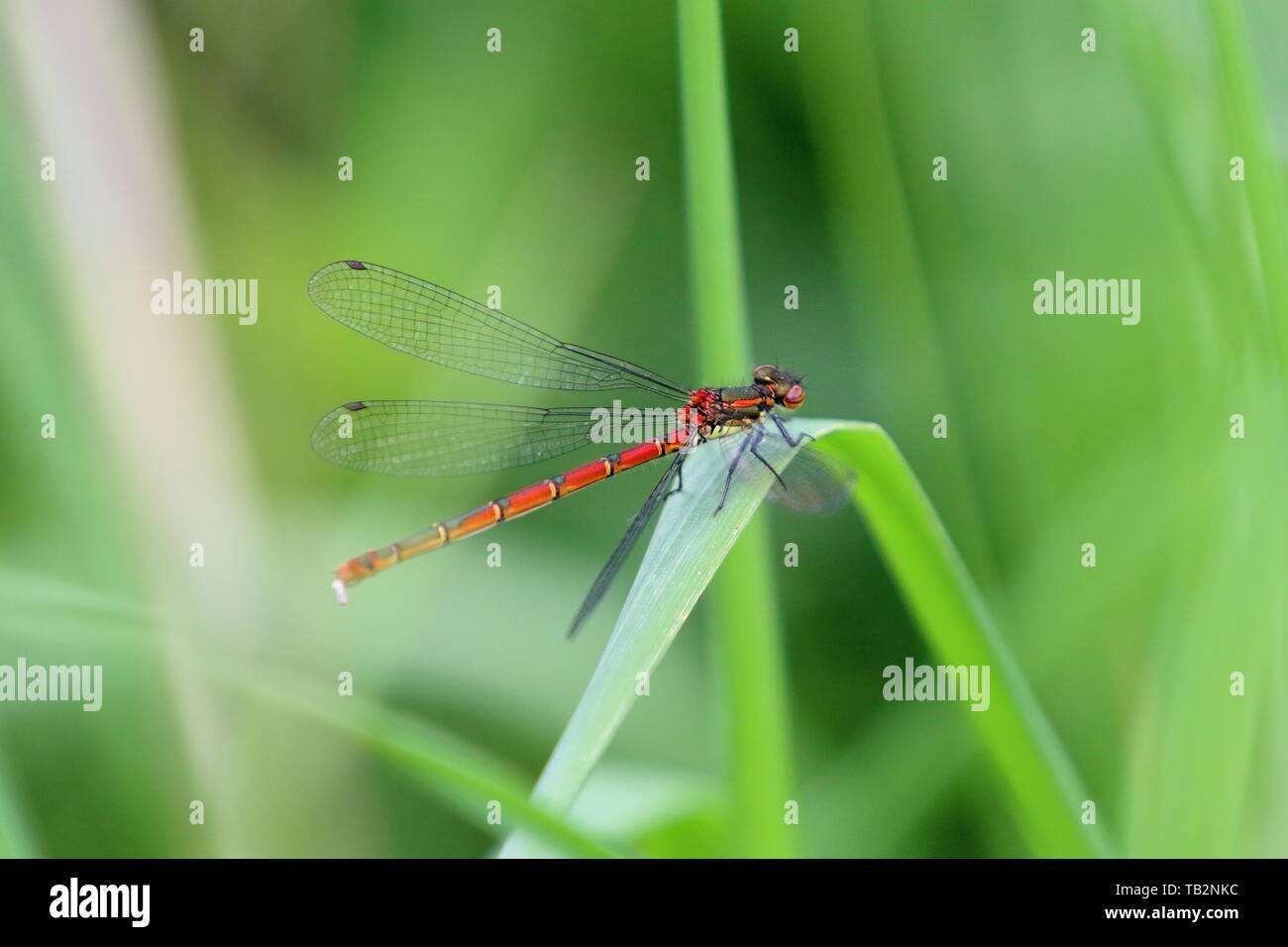 Gran damisela roja Pyrrhosoma nymphula (mosca) sobre una brizna de hierba Foto de stock