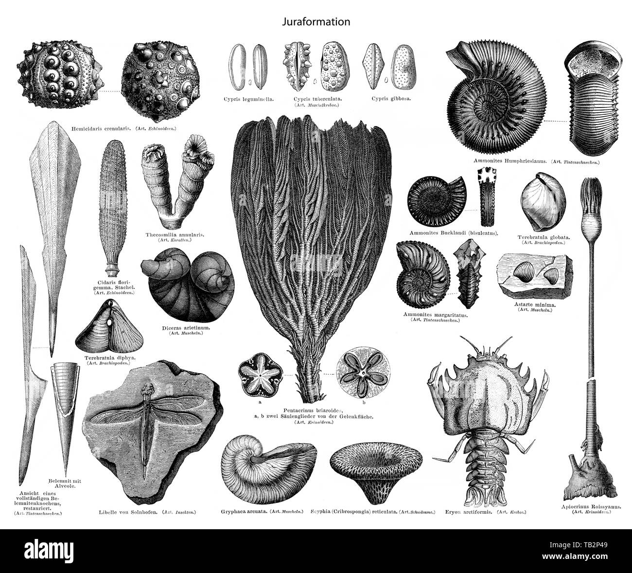 Los fósiles del período Jurásico Foto de stock