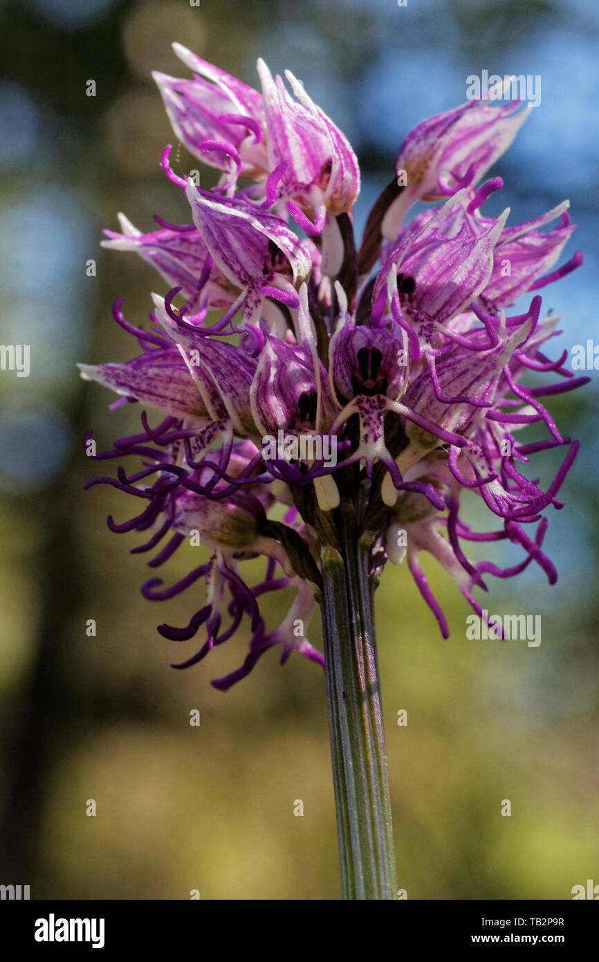 Wild Orchid (orquídea Orchis Simia) mono, imita la forma general de un  cuerpo mono. Meseta de Quercy, en el sur de Francia Fotografía de stock -  Alamy