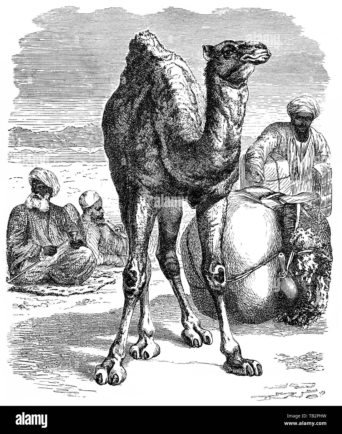 Ilustración histórica de un dromedario, Arabian camello (Camelus dromedarius), del siglo xix, Historische, zeichnerische Darstellung, Dromedar, oder Einhöckriges oder Arabisches Kamel (Camelus dromedarius), Kamele (camélidos), eine Säugetierfamilie aus der Ordnung der Paarhufer (Artiodactyla), der Unterordnung Schwielensohler (Tylopoda), 19. Jahrhundert, aus Meyers Konversations-Lexikon, 1889 Foto de stock