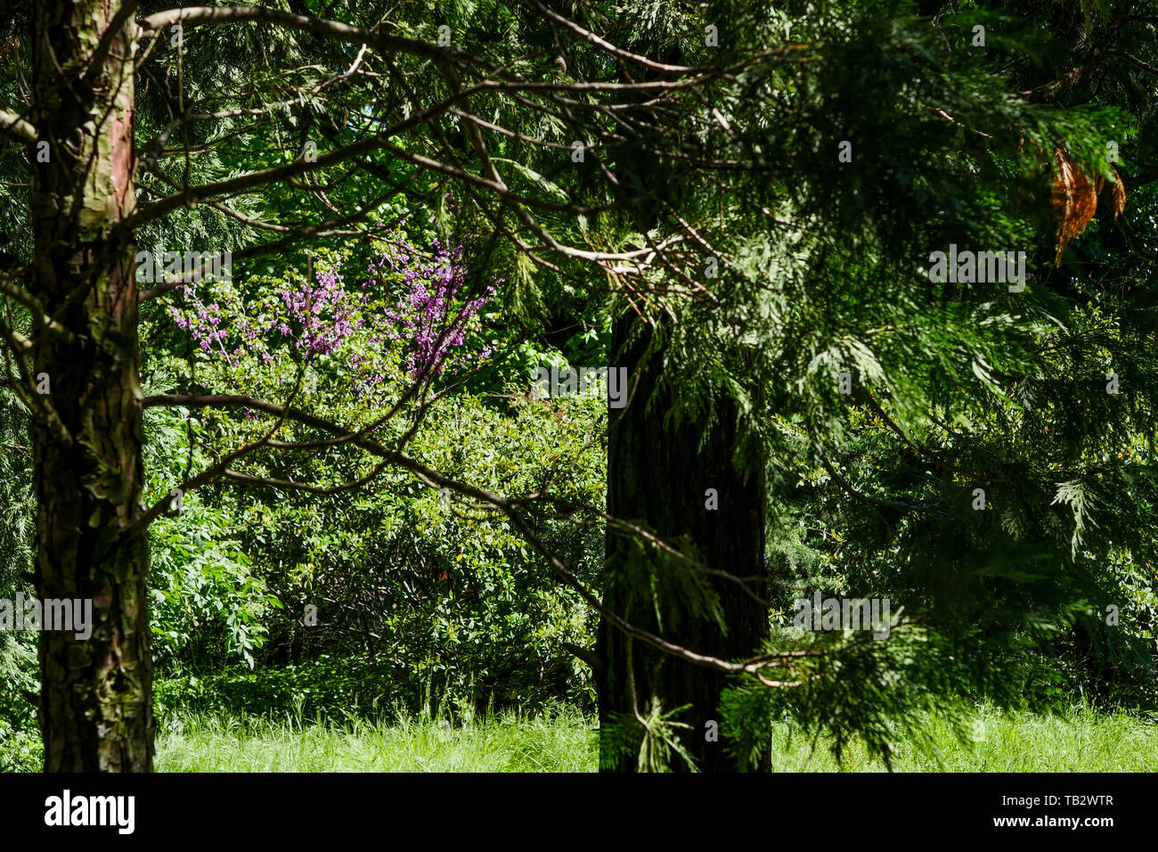 Vista de una primavera abandonado jardín que rodea la casa, un hombre muerto, Lyon, Francia. Foto de stock