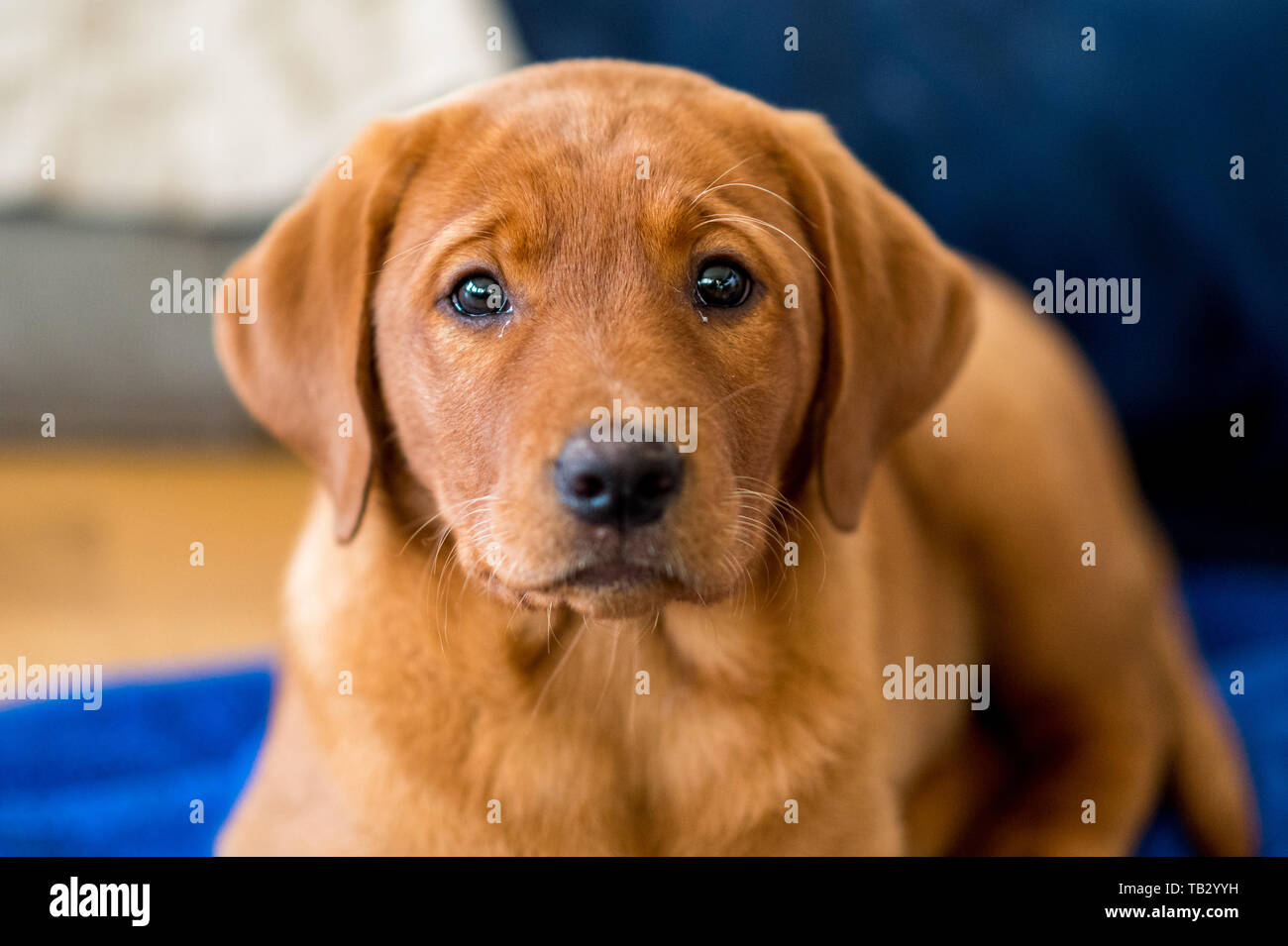Lindo color marrón claro cachorro labrador retriever Foto de stock