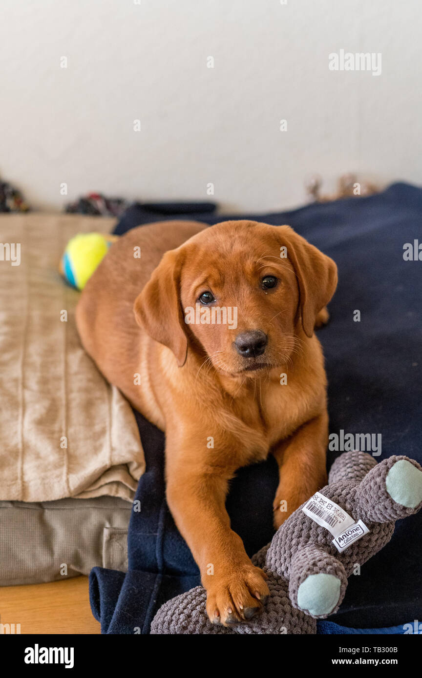 Lindo color marrón claro cachorro labrador retriever Fotografía de stock -  Alamy