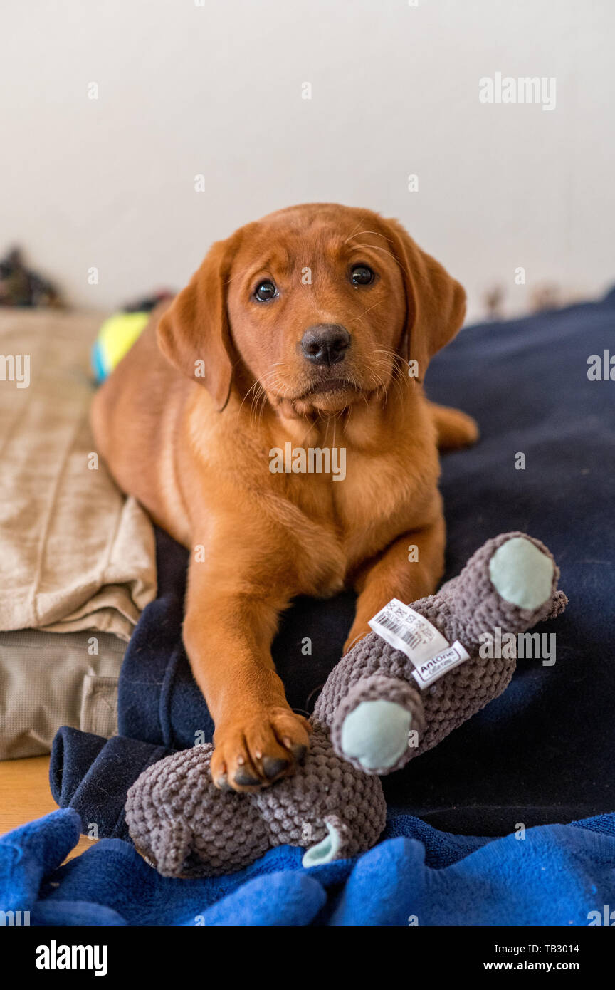Lindo color marrón claro cachorro labrador retriever Fotografía de stock -  Alamy