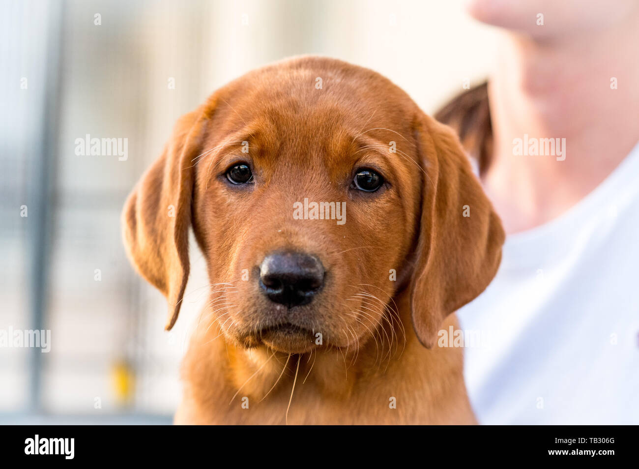 Cachorro de color marrón claro fotografías e imágenes de alta resolución -  Alamy