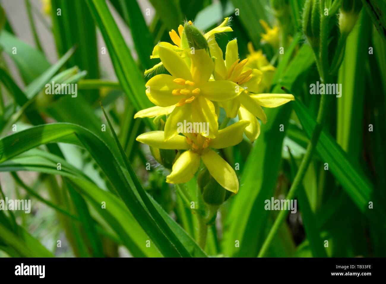 Hypoxis colchicifolia flores de color amarillo brillante estrella lily pasto estrella Foto de stock
