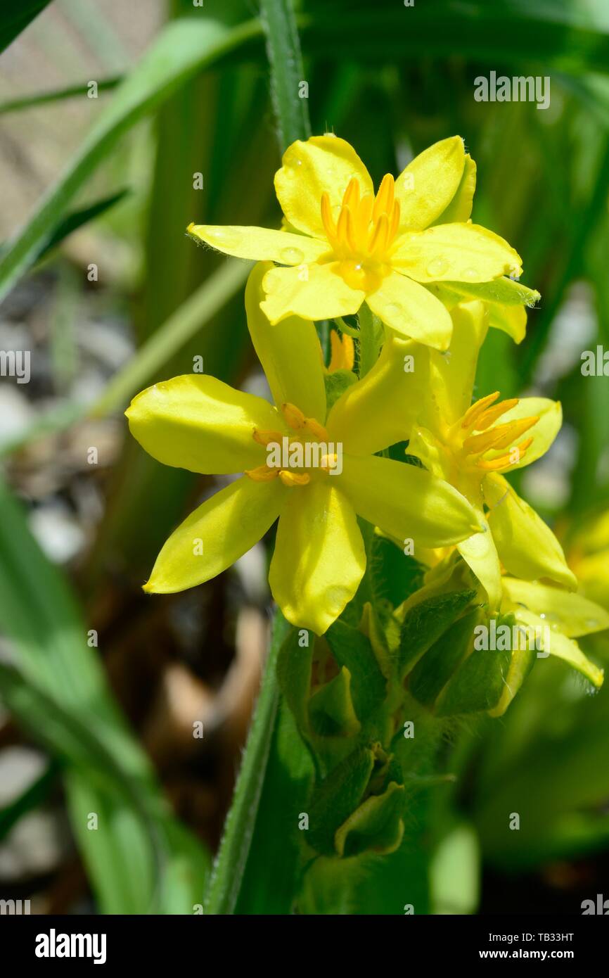 Hypoxis colchicifolia flores de color amarillo brillante estrella lily pasto estrella Foto de stock