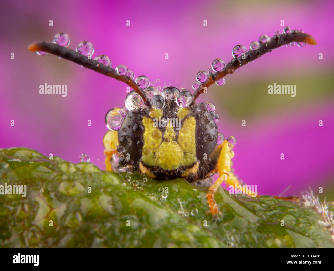 Poco mosca posando con unas pocas gotas de lluvia en su antennaes Foto de stock
