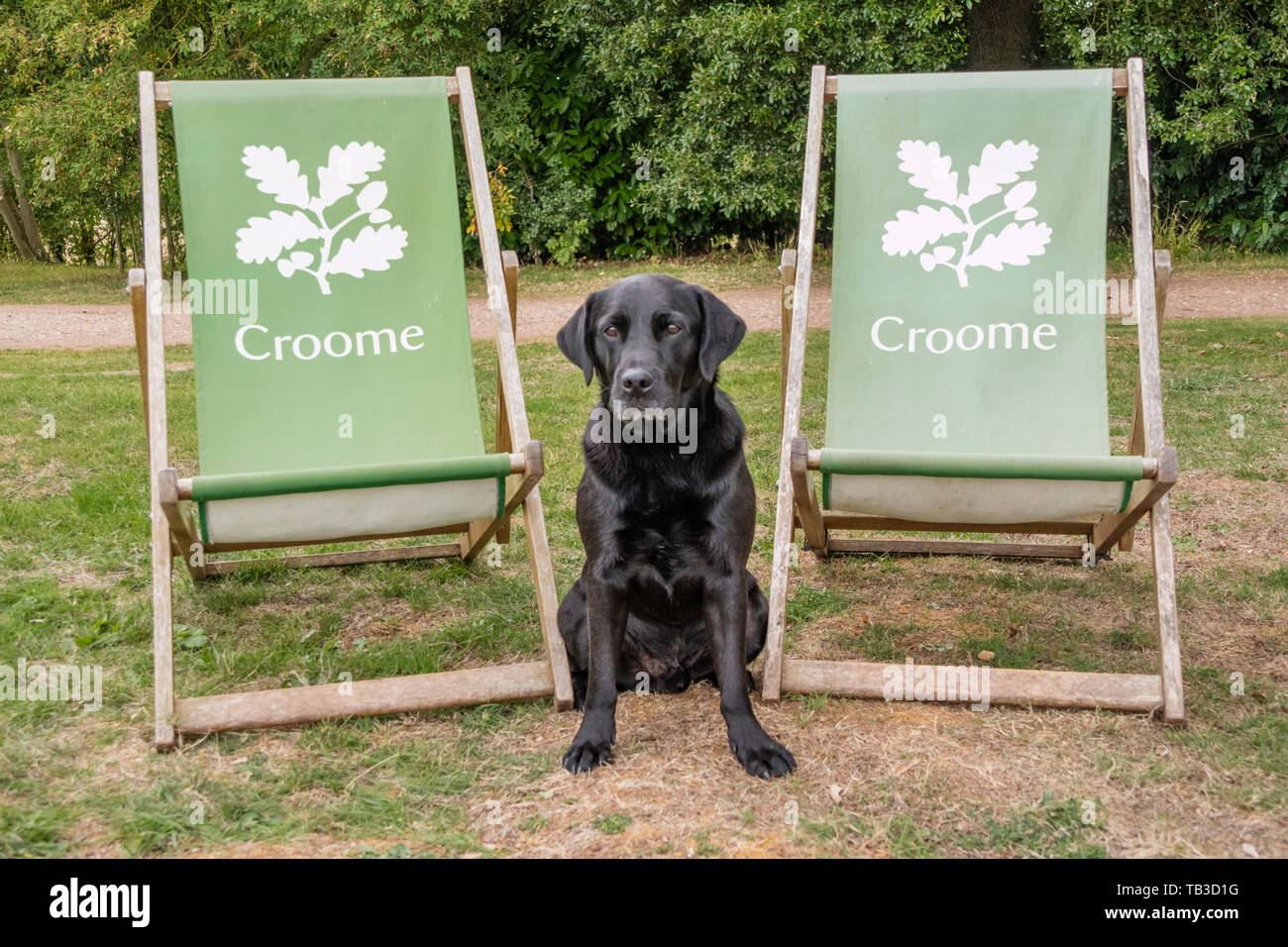 Perro Labrador en Croome Park, Worcestershire, Inglaterra, Reino Unido Foto de stock