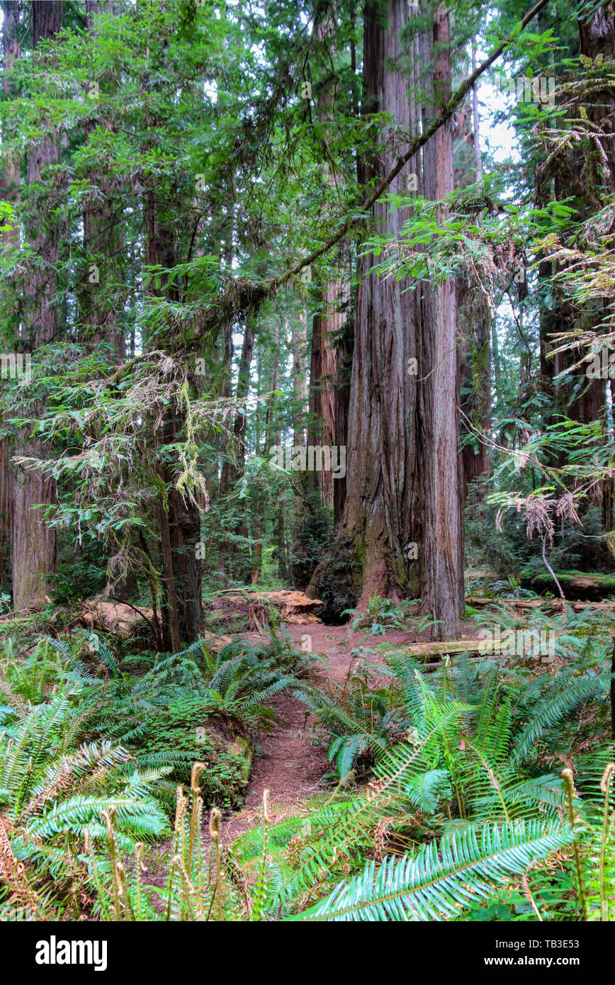 Stour Memorial Grove, Jedediah Smith Redwoods State Park, California, CA, EE.UU. Foto de stock