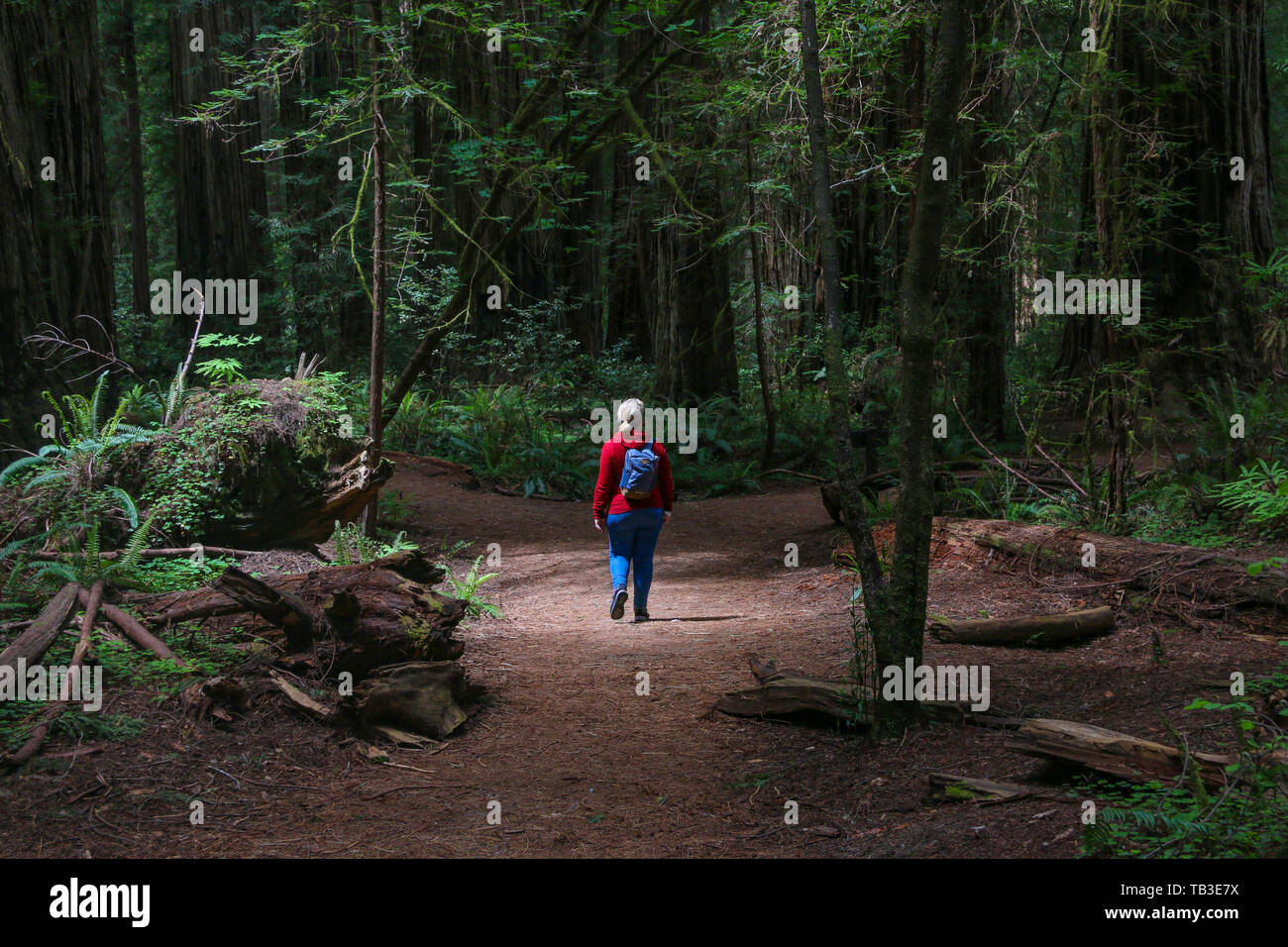 Stout Memorial Grove, California Redwoods Foto de stock