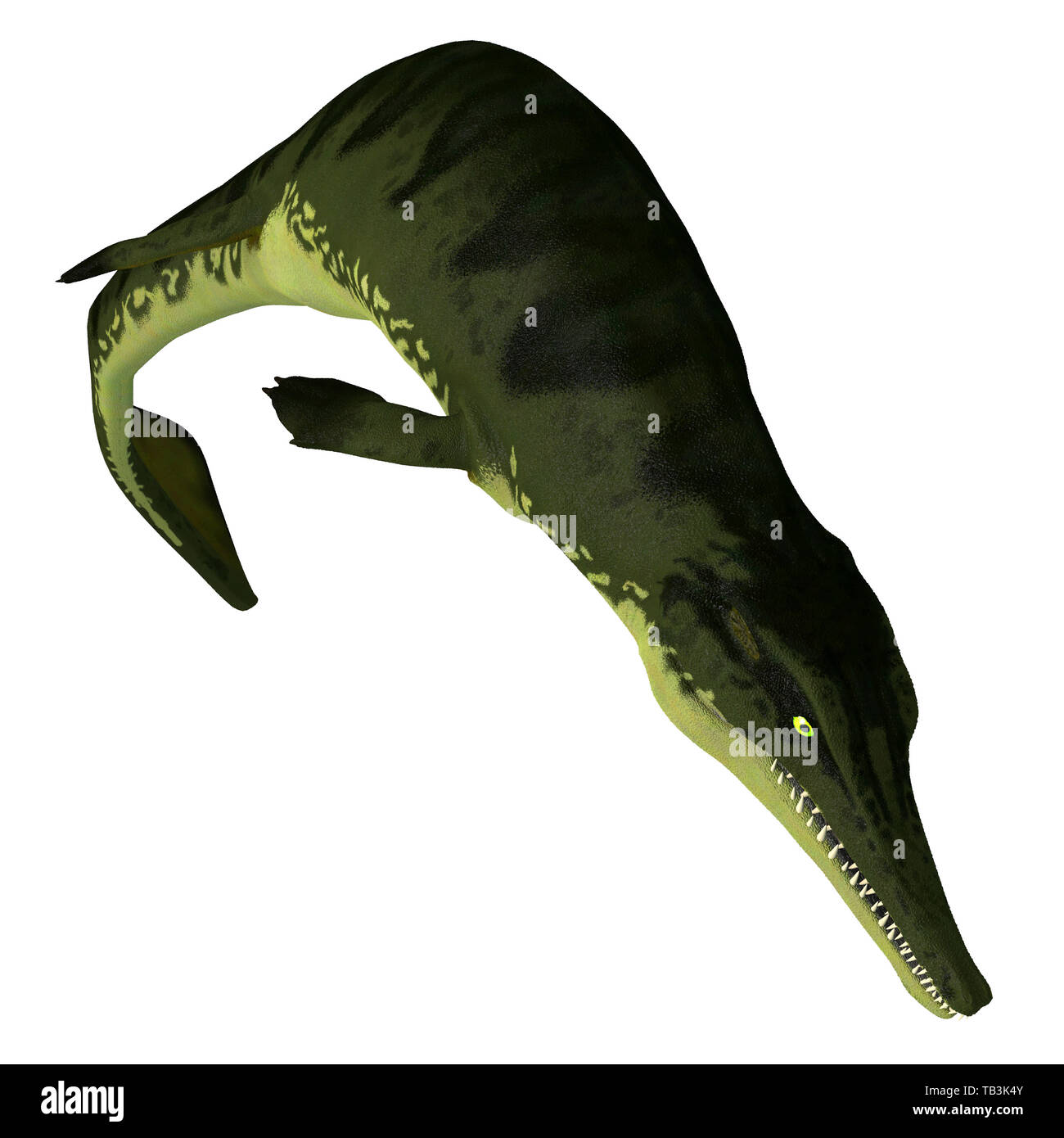 Metriorhynchus Buceo - reptiles carnívoros Metriorhynchus era un reptil acuático que vivió durante el periodo Jurásico de Europa. Foto de stock