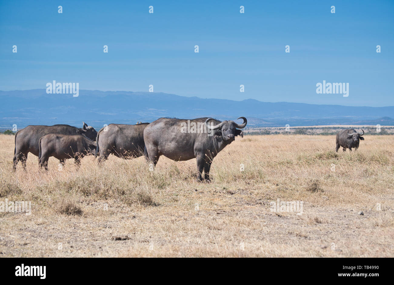 El búfalo africano (Syncerus caffer), parte de un pequeño rebaño Foto de stock