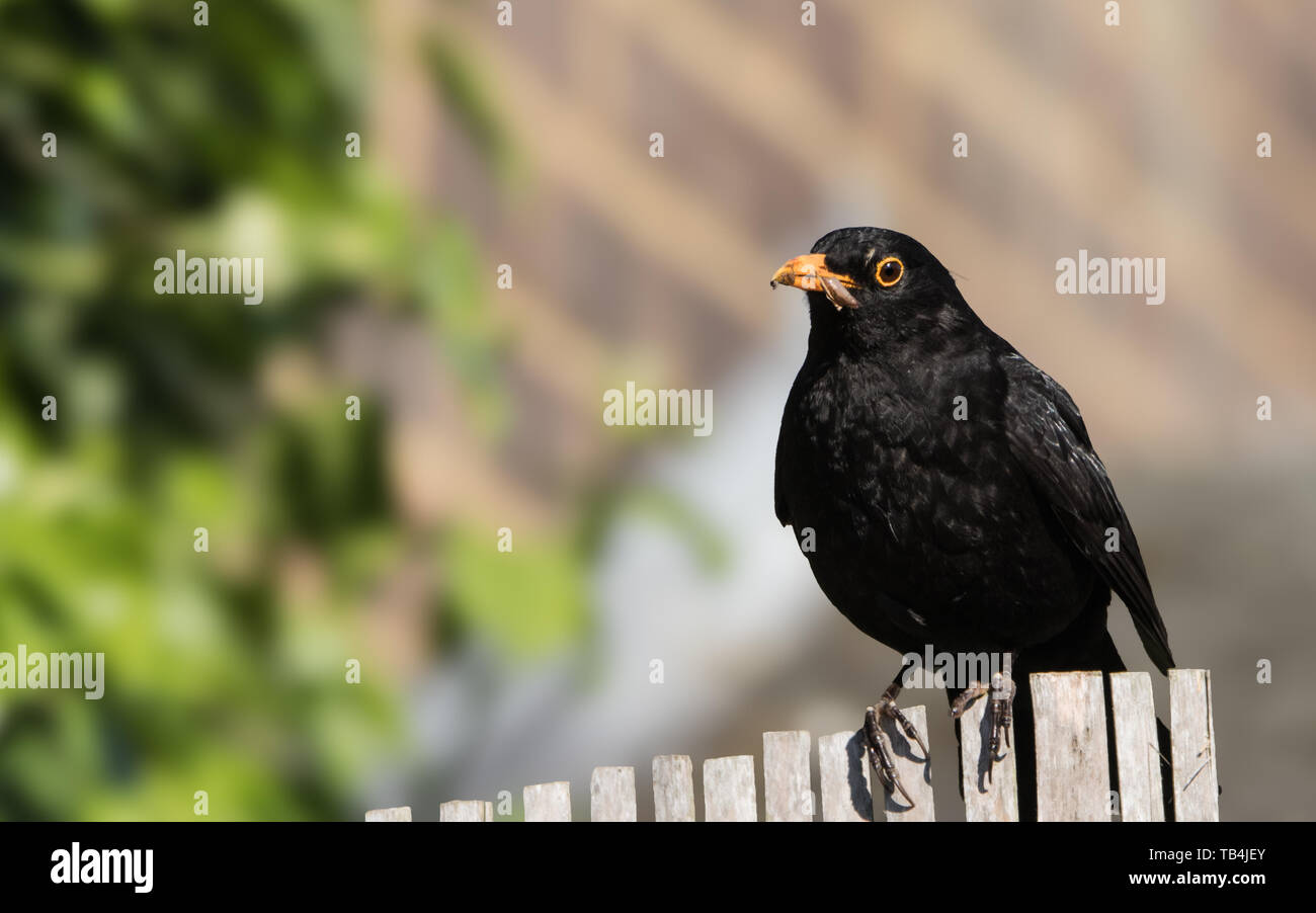 Macho Blackbird, Turdus merula, encaramado en una valla bajo el sol en un jardín británico Foto de stock