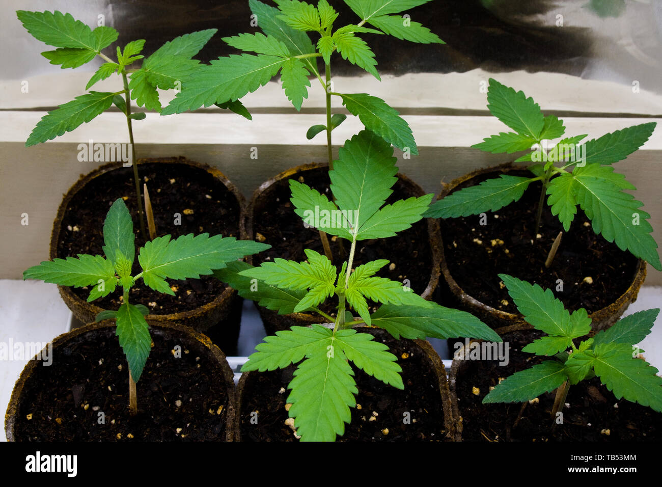Las plantas jóvenes de Cannabis - también conocido como marihuana. Que contengan químicos psicoactivo THC, así como otros cannabinoides. Foto de stock