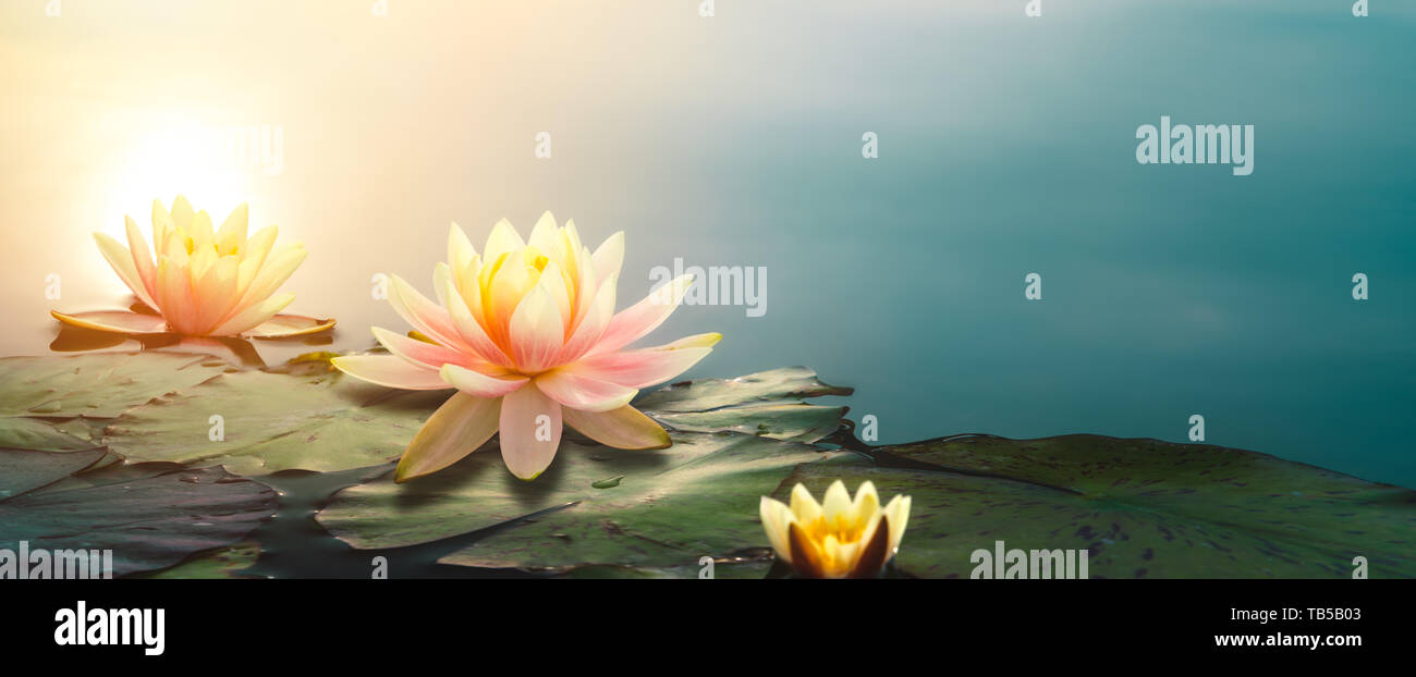 Primer plano de una flor de loto en el estanque Foto de stock