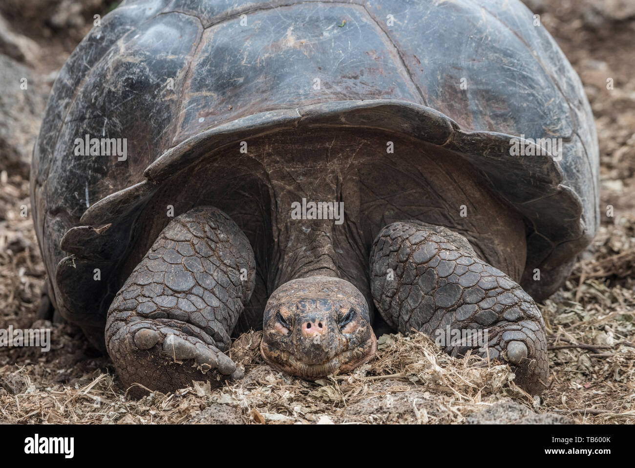 Tortuga gigante de Galápagos (Chelonoidis nigra) parte del programa de cría en cautividad en el centro de investigación Charles Darwin en las islas Galápagos. Foto de stock