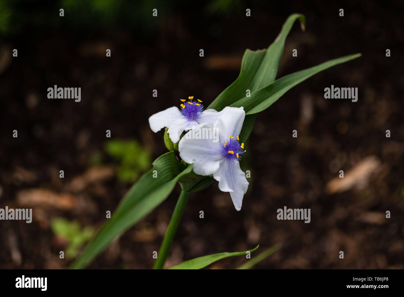 De cerca una viuda blanca lágrimas florecen en el jardín Fotografía de stock - Alamy De cerca una viuda blanca lágrimas florecen en el jardín Fotografía de stock - Alamy