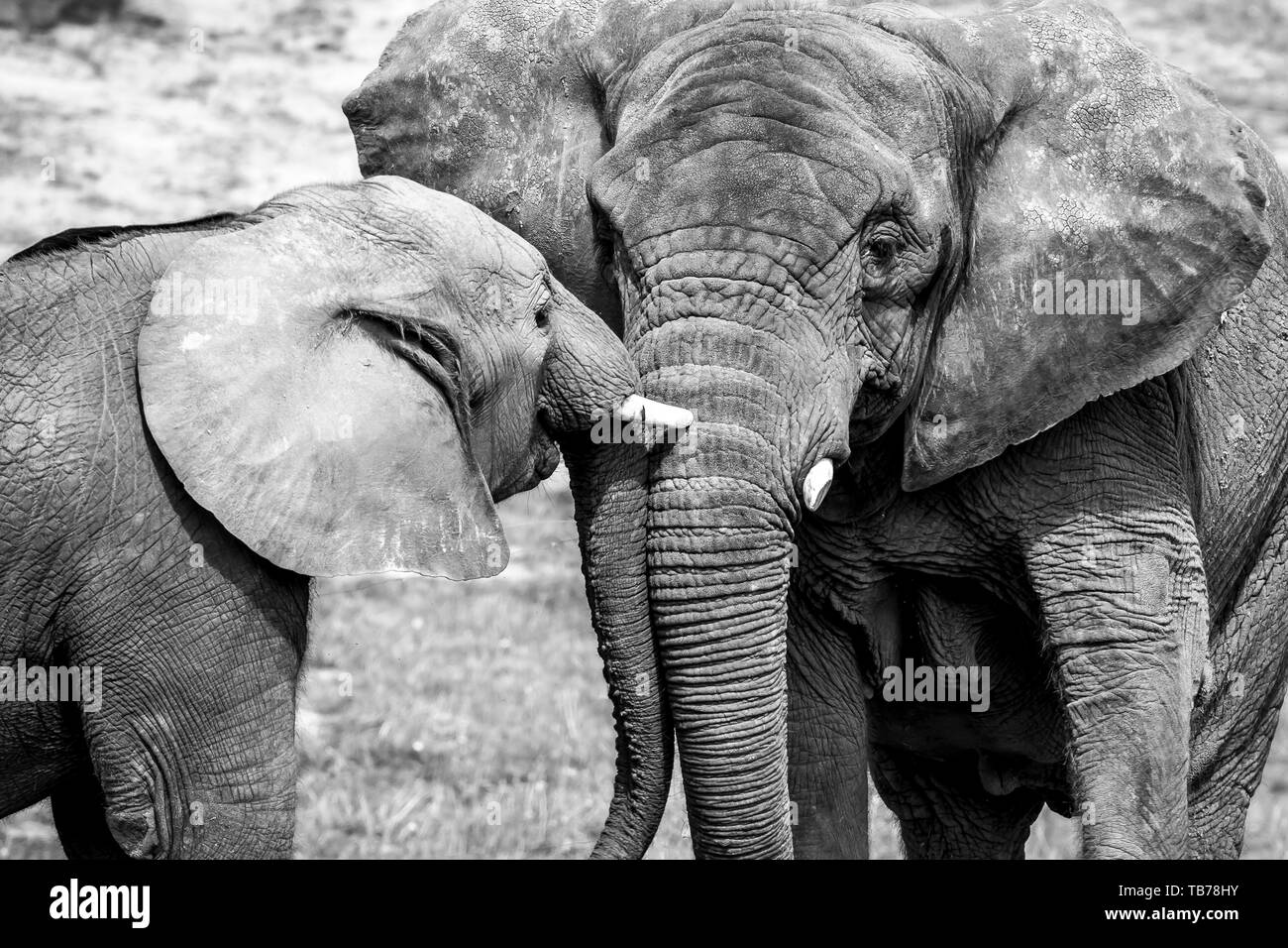El primer plano en blanco y negro muestra un fuerte afecto vínculo amor entre el elefante africano ternero y madre (Loxodonta africana) juntos en los animales Sun.Wildlife. Foto de stock