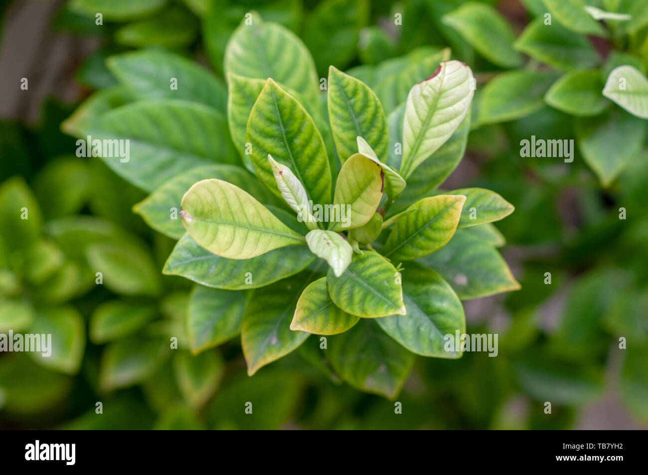 Planta Gardenia (Gardenia jasminoides) con hojas de luz verde mostrando  signos de clorosis férrica (deficiencia de hierro). Pérdida de color en  hojas con un mineral Fotografía de stock - Alamy