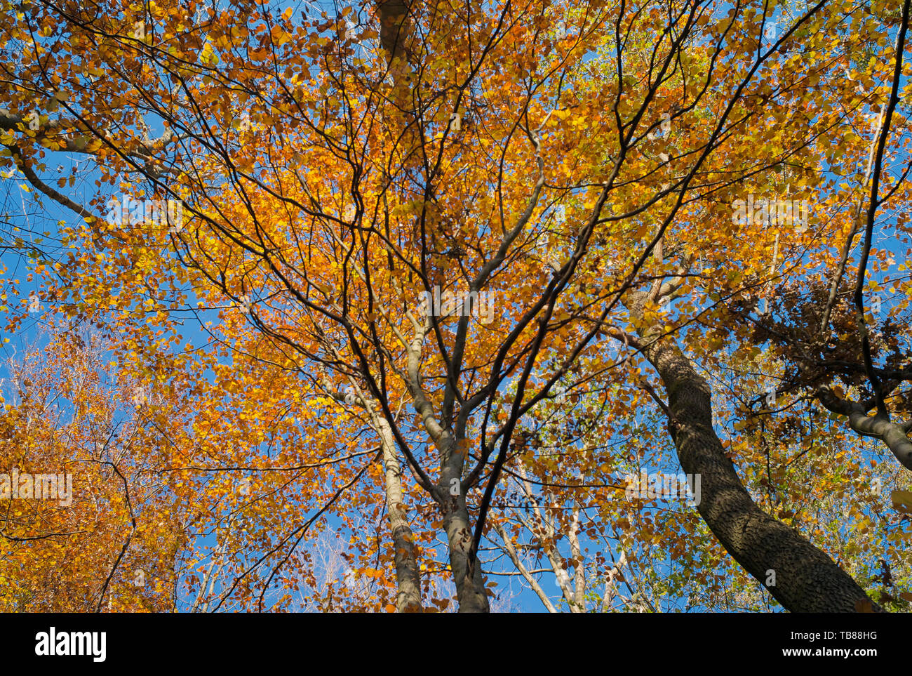 Color amarillo, dorado y naranja de las hojas de un árbol contra un cielo azul brillante Foto de stock