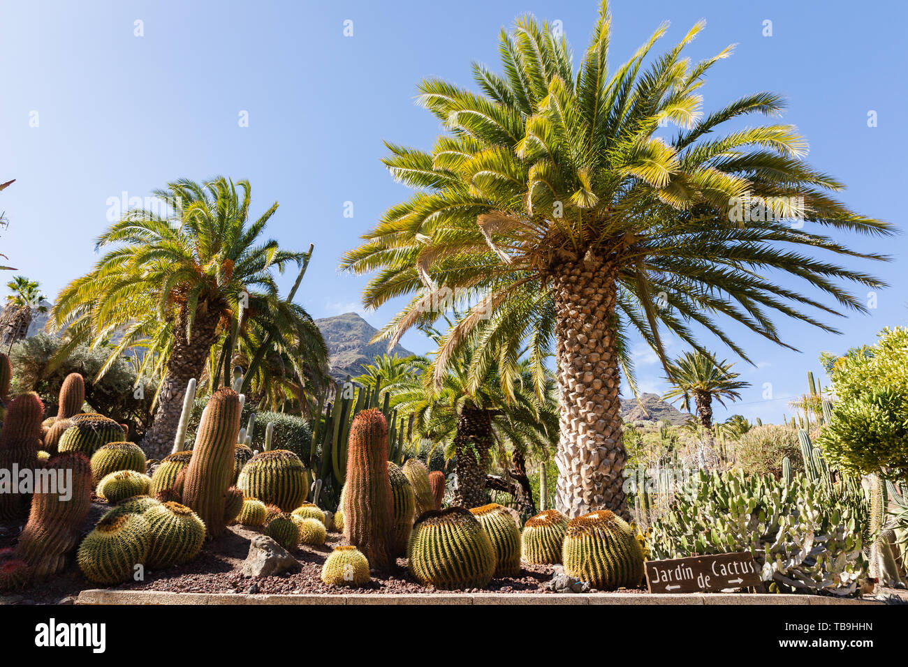 Cactualdea, La Aldea de San Nicolás, Gran Canaria, España Fotografía de stock Alamy Cactualdea, La Aldea de San Nicolás, Gran Canaria, España Fotografía de stock Alamy