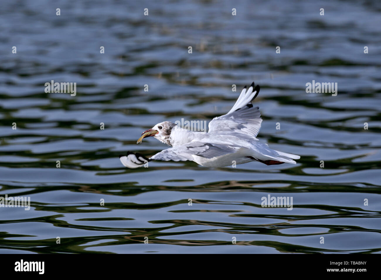 Gaviota de cabeza negra (Chroicocephalus ridibundus / Larus ridibundus) en vuelo sobre el lago con pescado capturado en pico Foto de stock