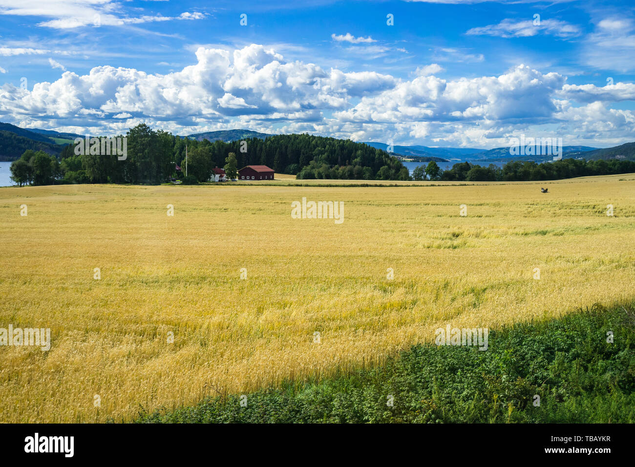 Trigo madurando paisaje cerca de campo durante el verano, el lago Mjosa Hedmark, Noruega Foto de stock