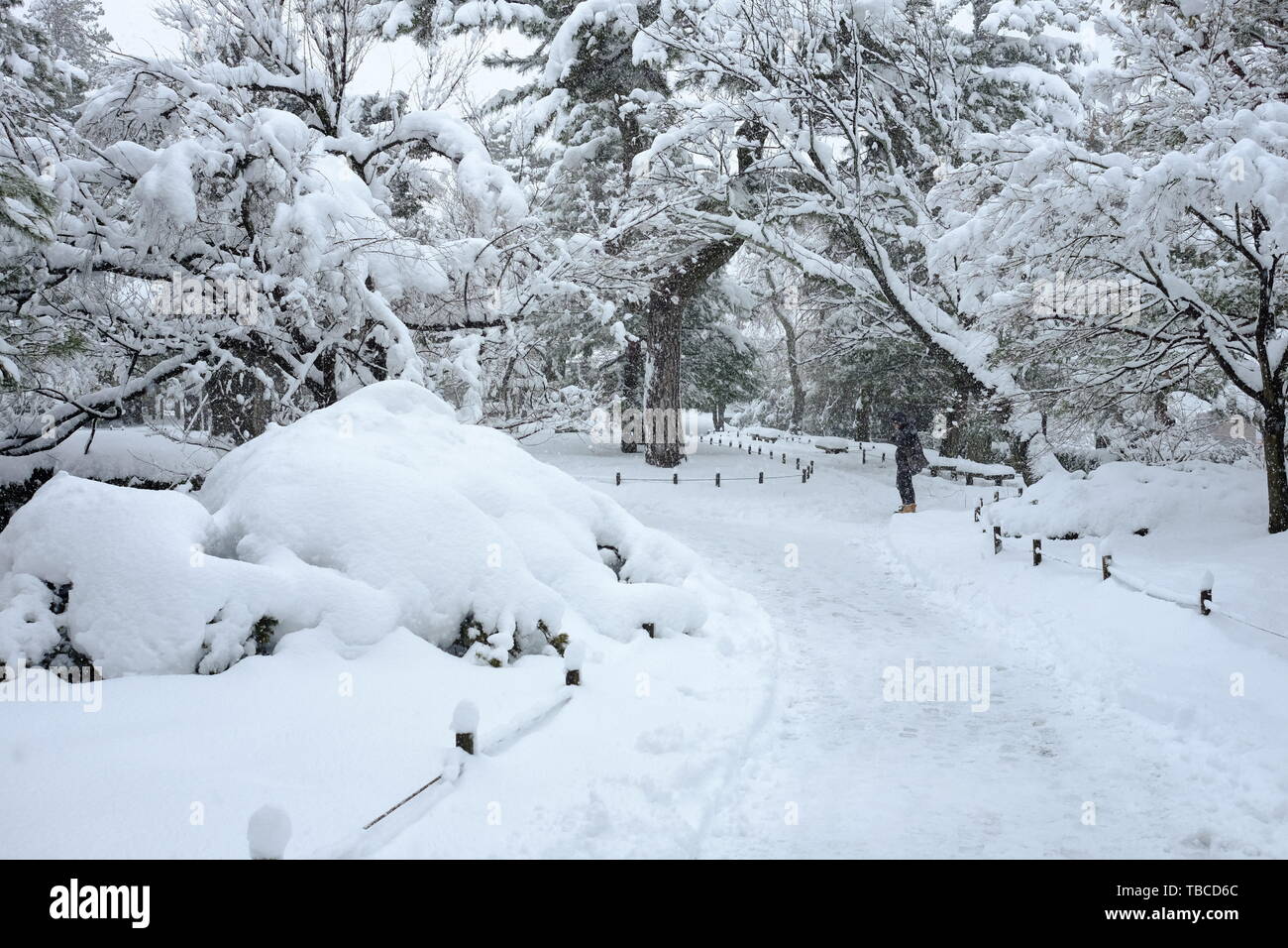 El jardín de Kenrokuen en Kanazawa ciudad en invierno, la nieve Foto de stock