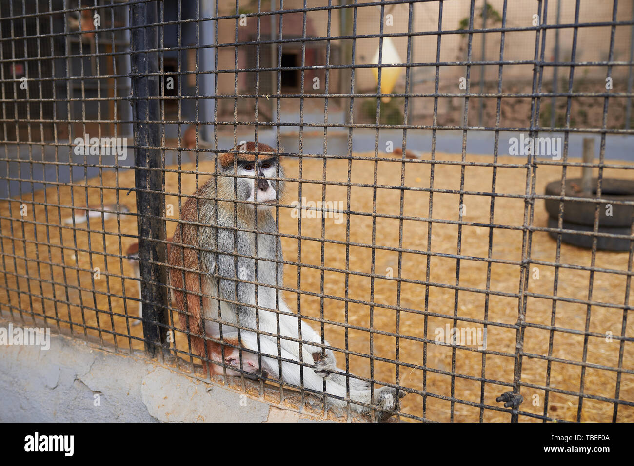 Mono enjaulado en un zoológico Foto de stock