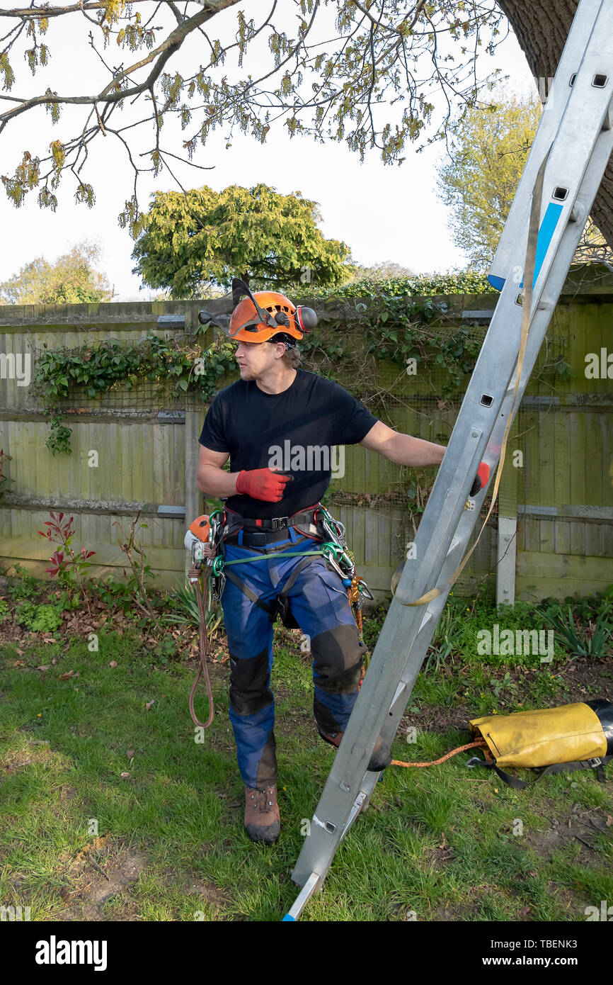 Tree Surgeon o Arborist con arnés de seguridad listo para subir a una  escalera Fotografía de stock - Alamy