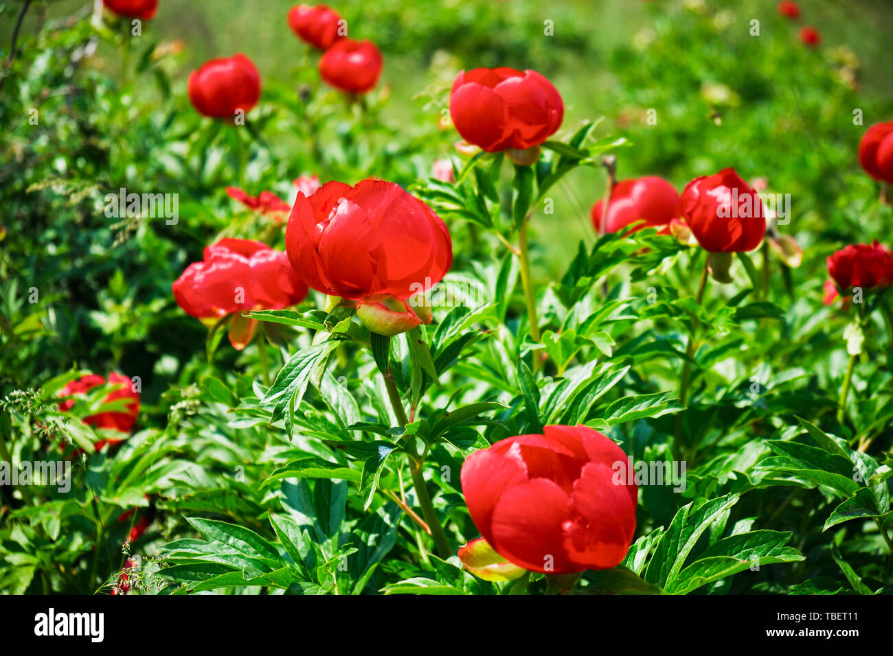 Rojo salvaje peonías (Paeonia peregrina) campo cerca Enisala, Rumania, en  una reserva protegida. Esta planta herbácea perenne es una especie nativ  Fotografía de stock - Alamy