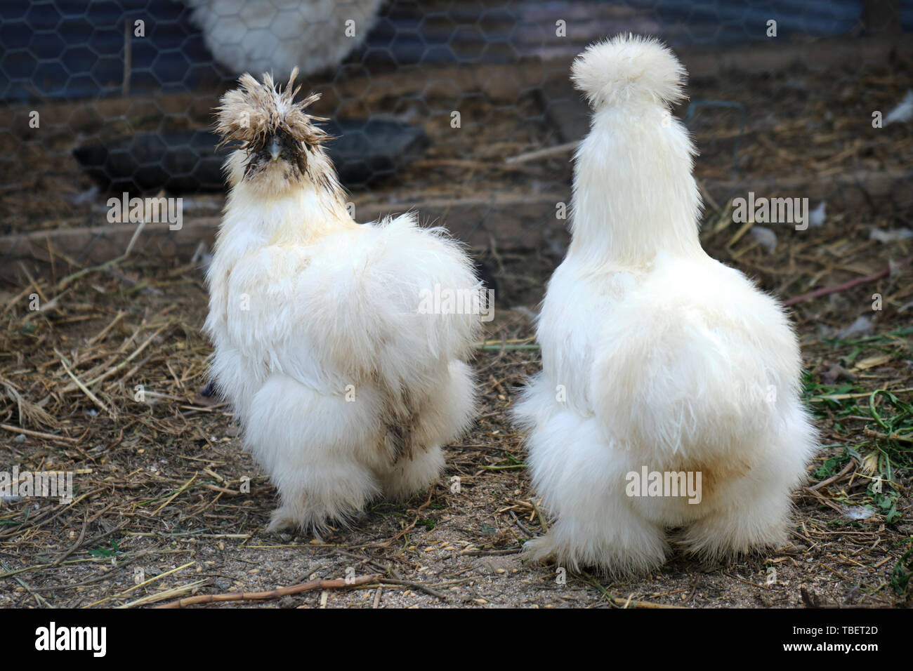 Dos blancos Silkie gallinas Bantam, una rara especie ornamental de pollos, en un potrero, en Greci village, Dobrogea, Rumanía. Foto de stock