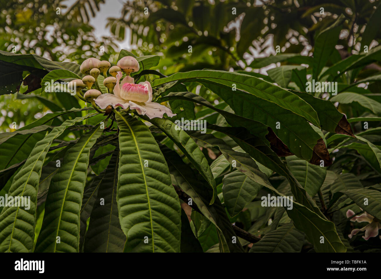 Flores exóticas en los manglares del río Guayas. Guayaquil, Ecuador