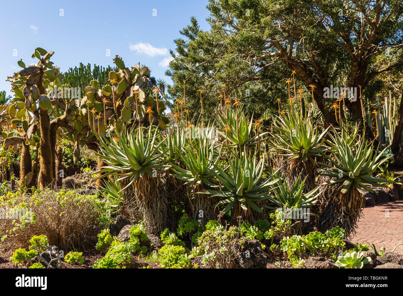 Jardín Botánico Canario Viera y Clavijo, Las Palmas de Gran Canaria, Gran  Canaria, España Fotografía de stock - Alamy