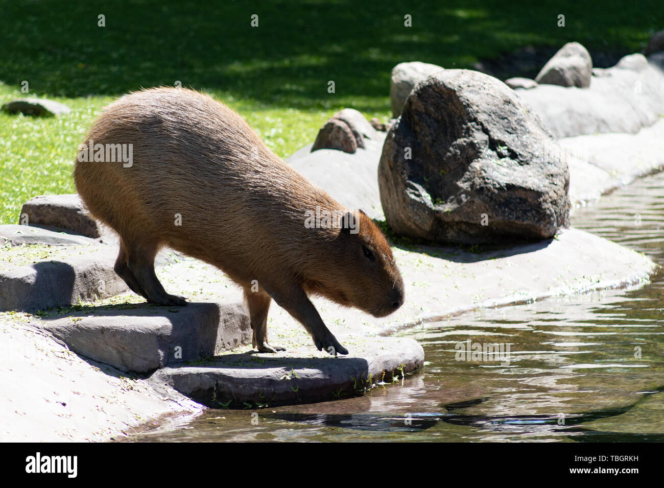 Carpincho animales divertidos desde América del Sur en el zoológico de Moscú nadando en el estanque y disfrutando del sol Foto de stock