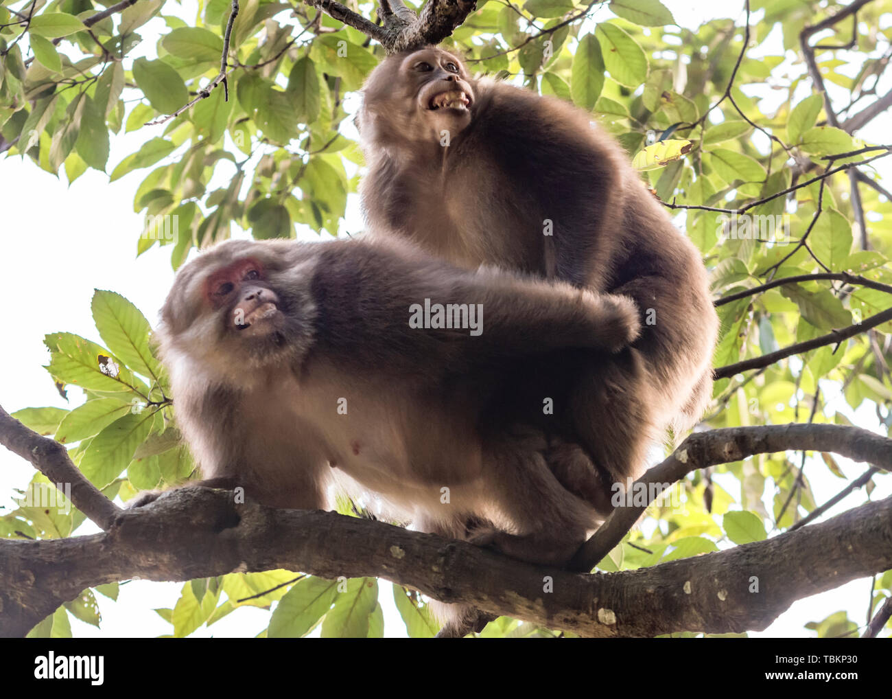 Foto tomada por monos en Wuyishan Ciudad, provincia de Fujian Foto de stock