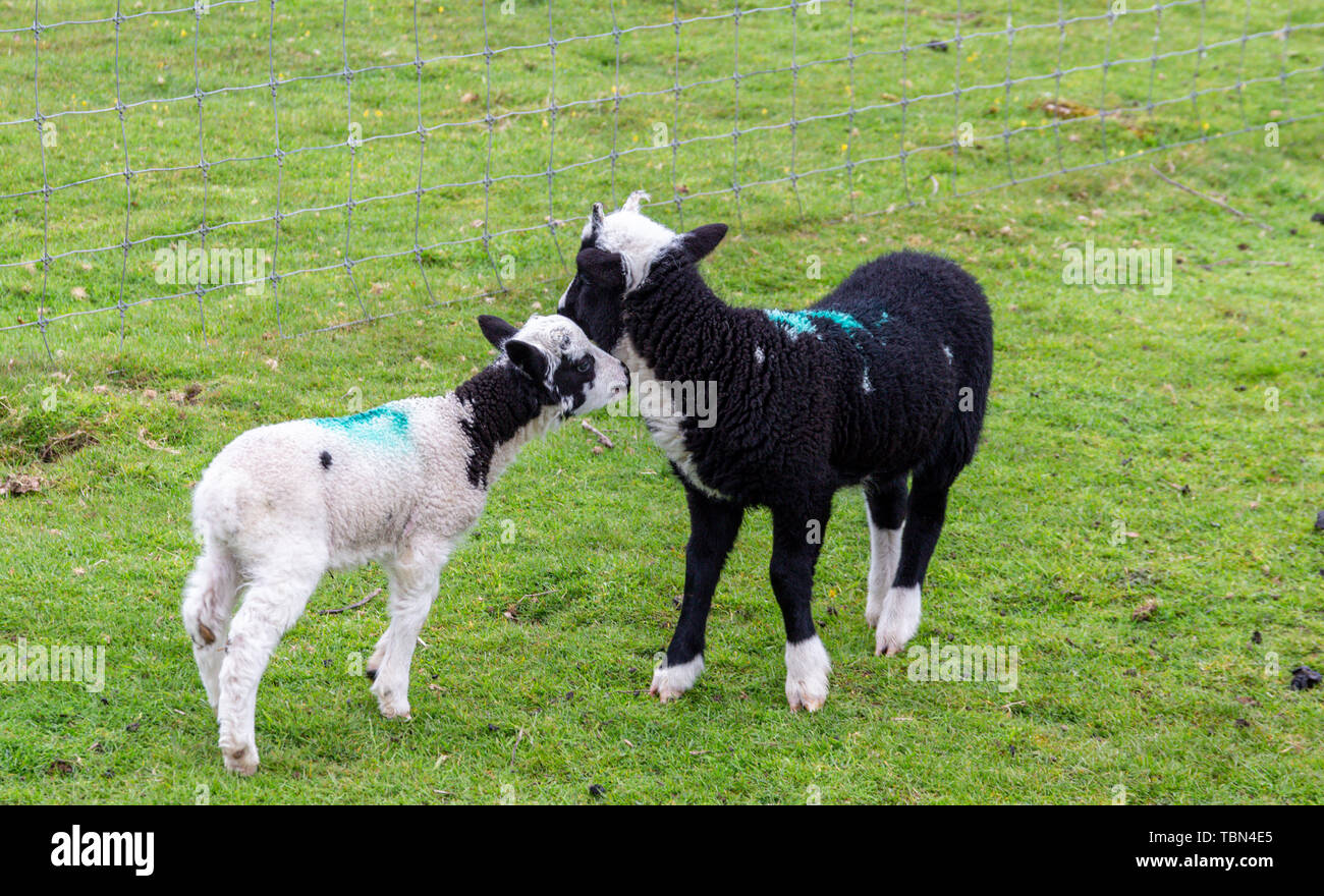 Dos cute corderos en un campo verde en una GRANJA DEL REINO UNIDO Foto de stock