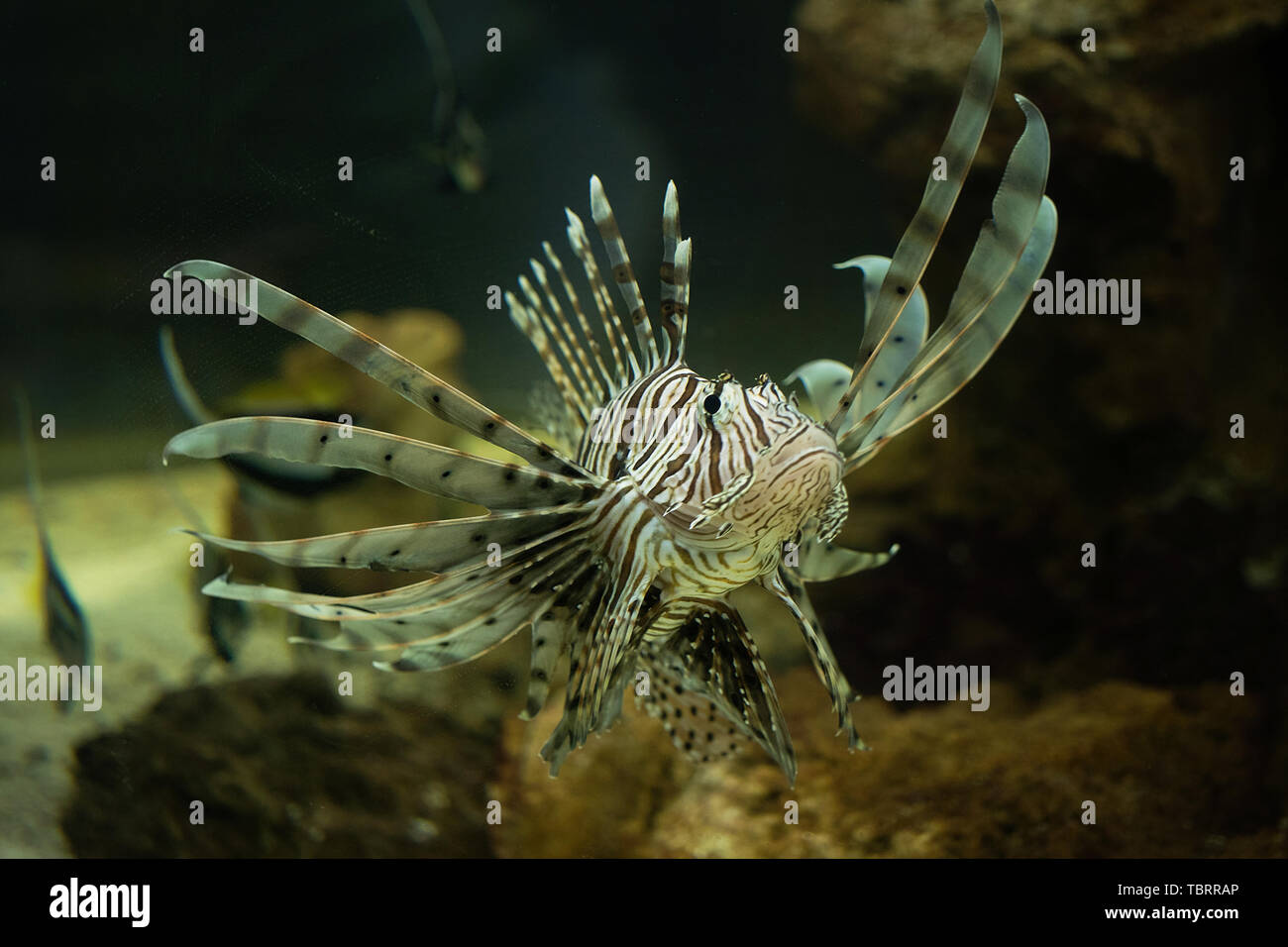 Anémona de mar y el pez payaso en acuario marino. Sobre fondo negro Foto de stock