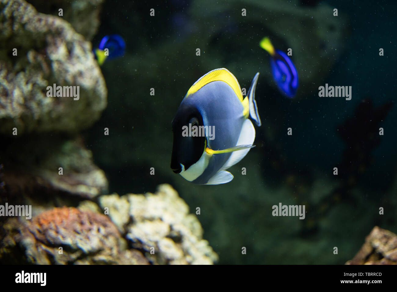 Anémona de mar y el pez payaso en acuario marino. Sobre fondo negro Foto de stock