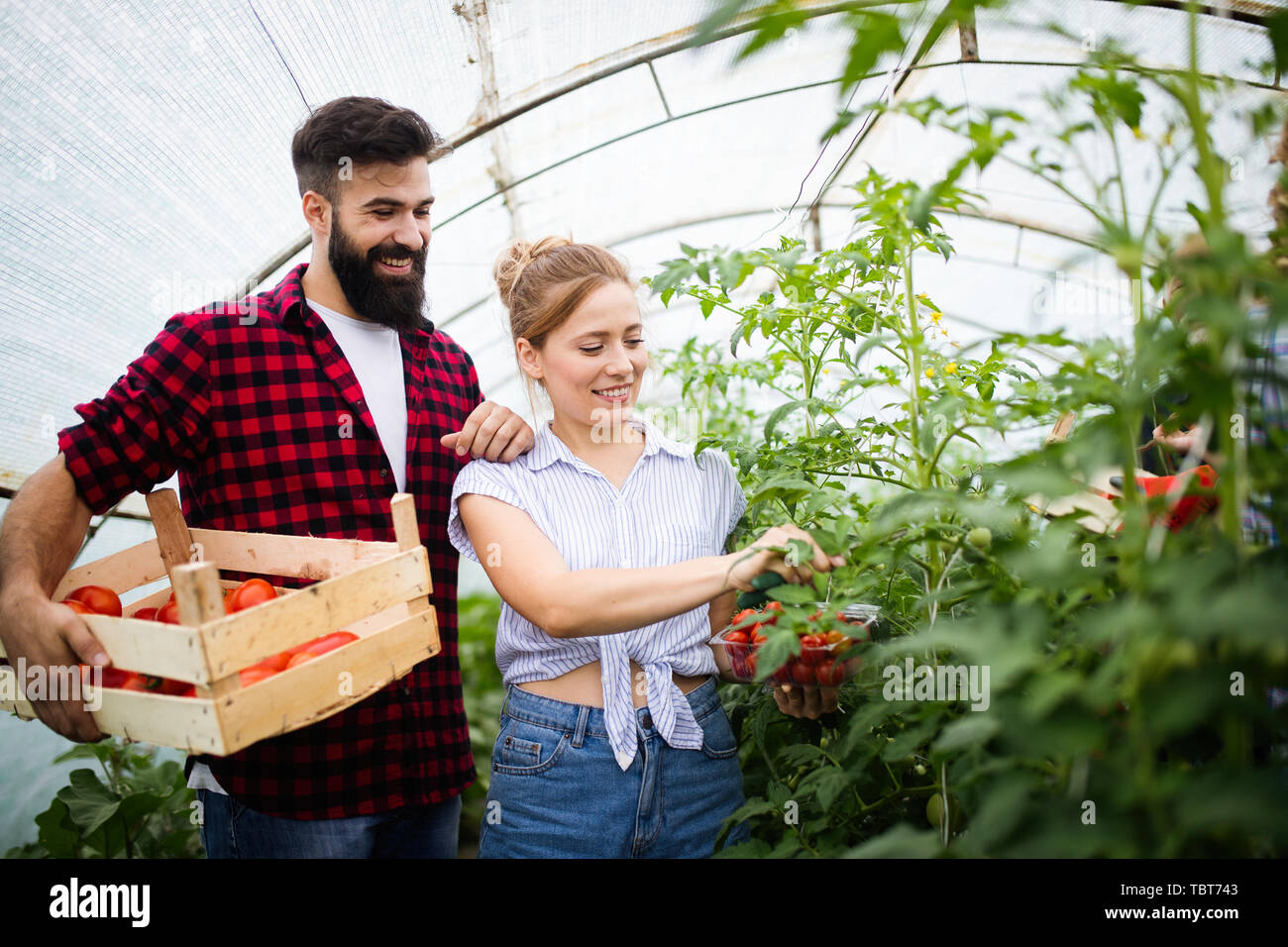 Familia agricultor recogiendo verduras orgánicas en el jardín Foto de stock